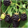 Blackberries