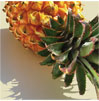 Pineapples